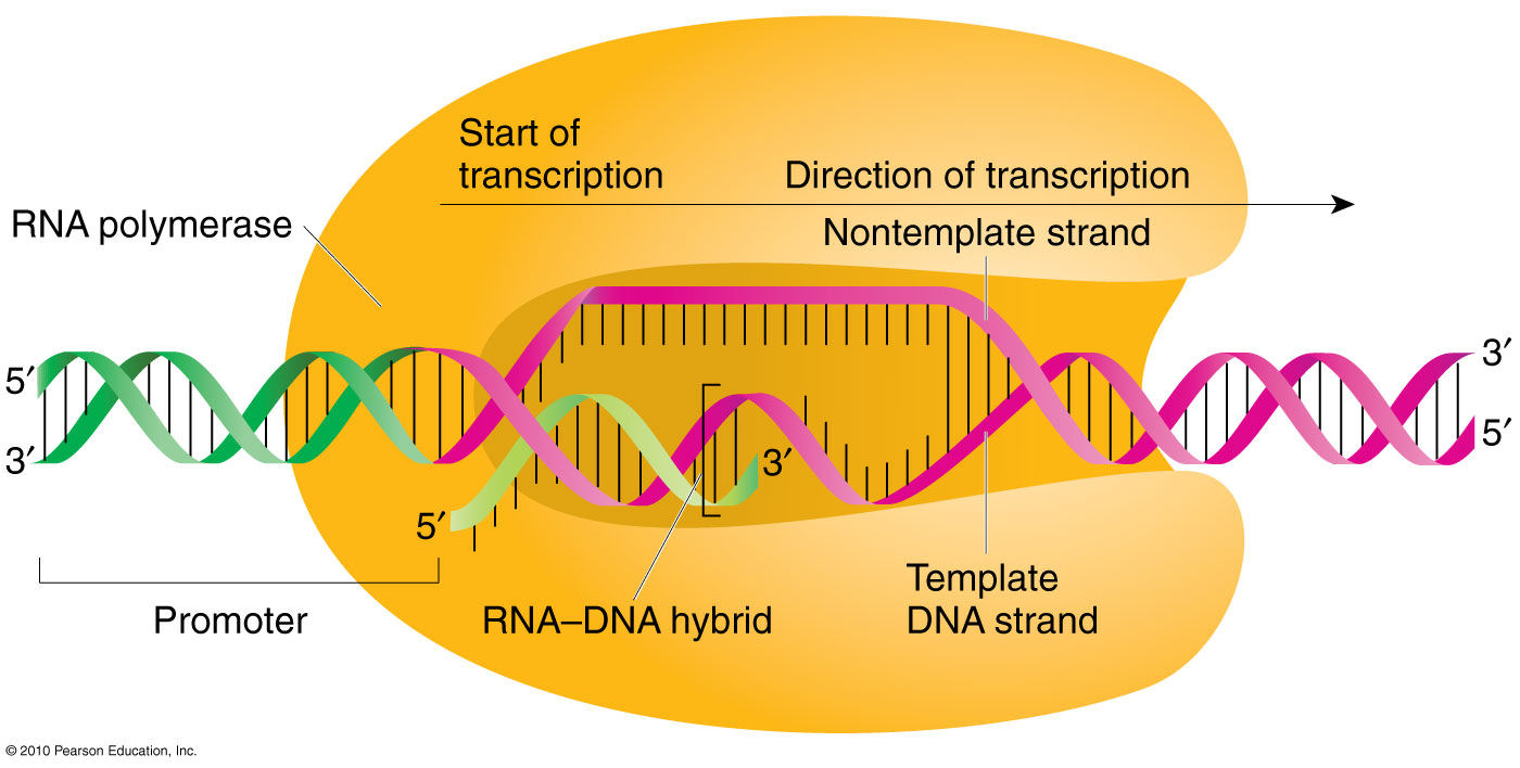 Транскрипция генома. Транскрипция РНК вирусов. Транскрипция вирусной РНК. Транскрипция вирусного генома. Обратная транскрипция схема.