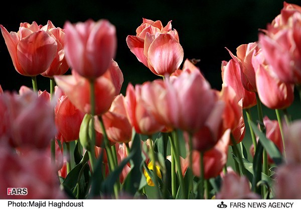 تحمل می کنم با زخم چون مرهم نمی بینم