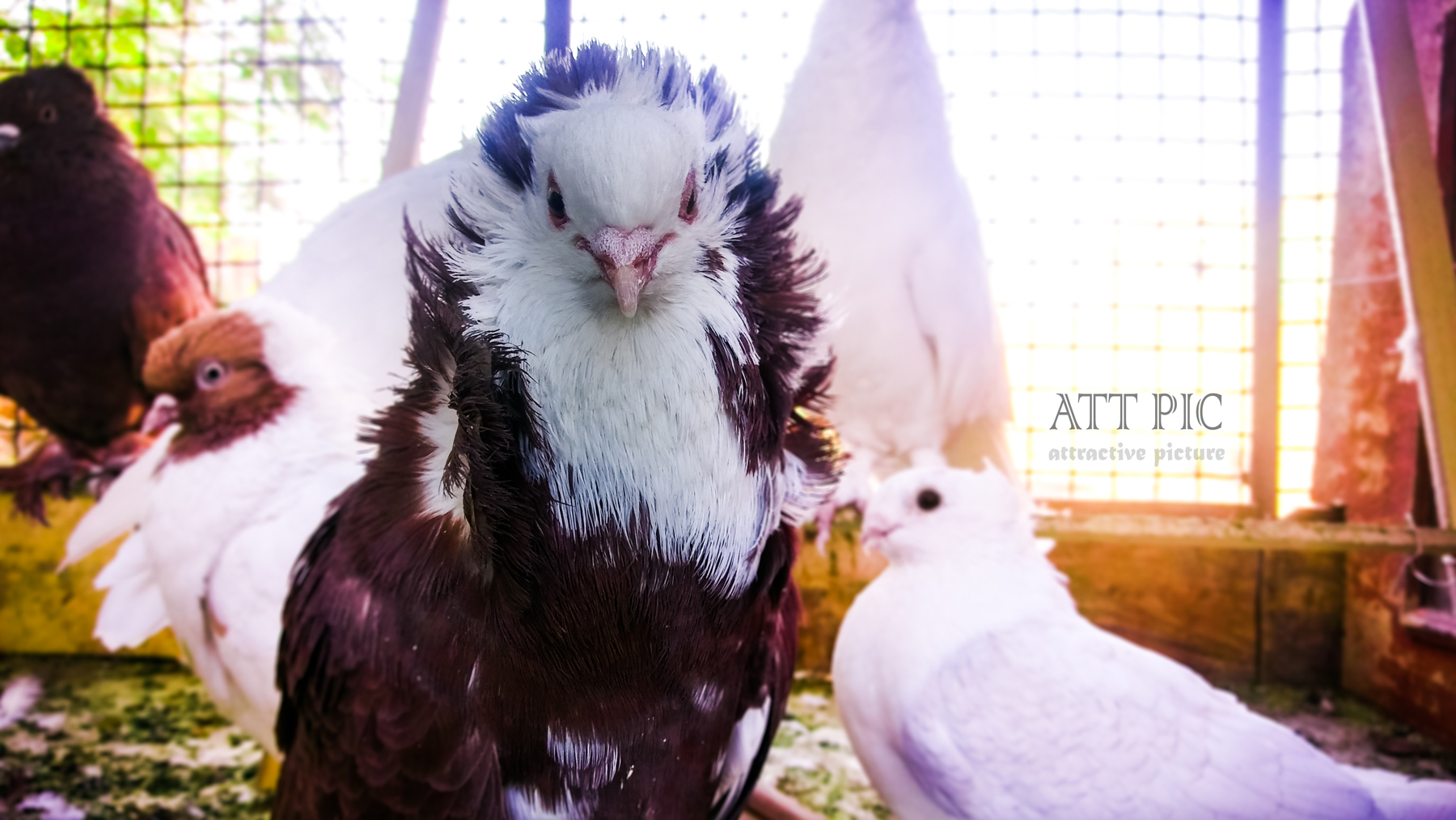 ATT PIC_Pigeon cage