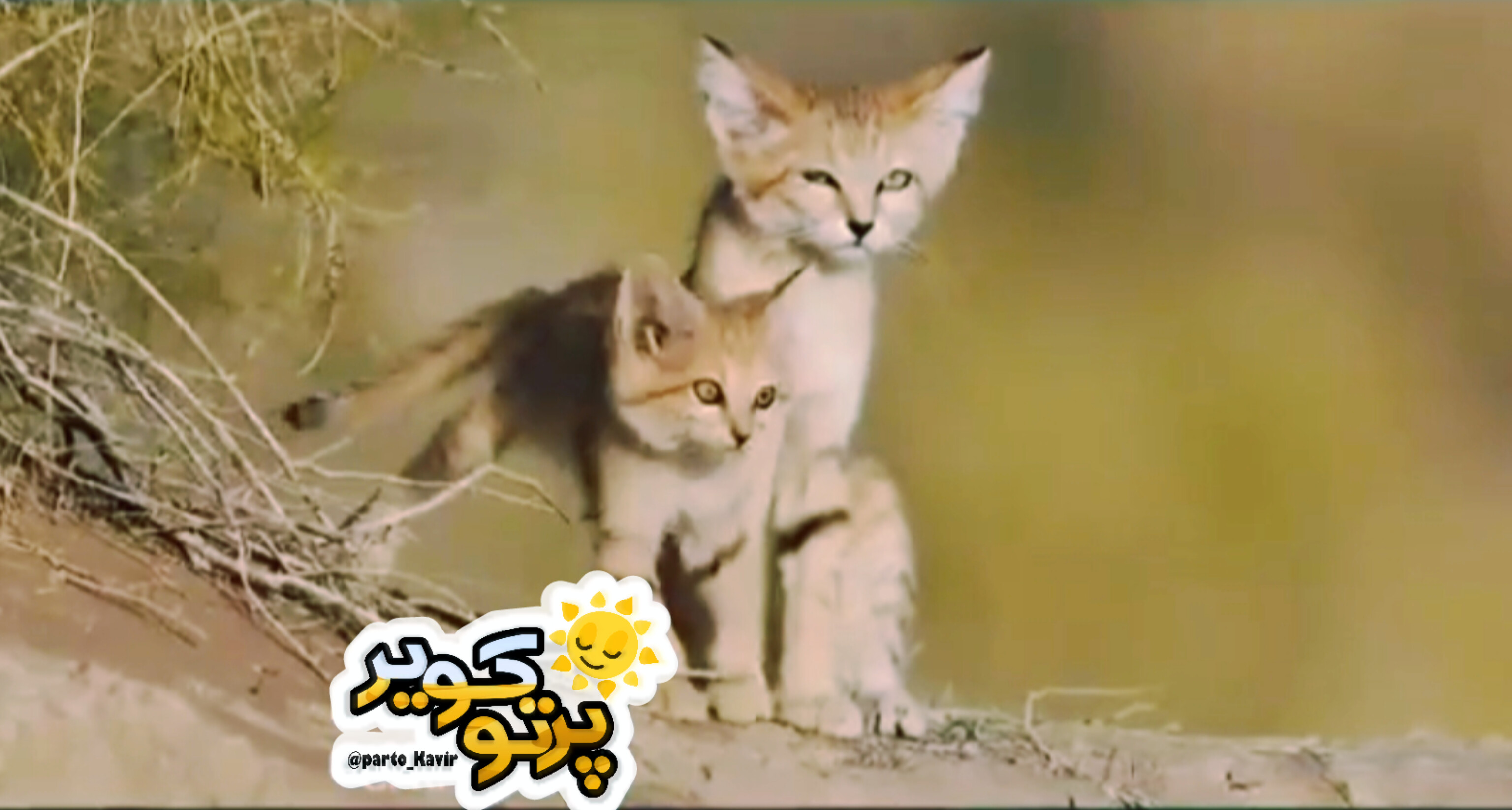 گربه شنی