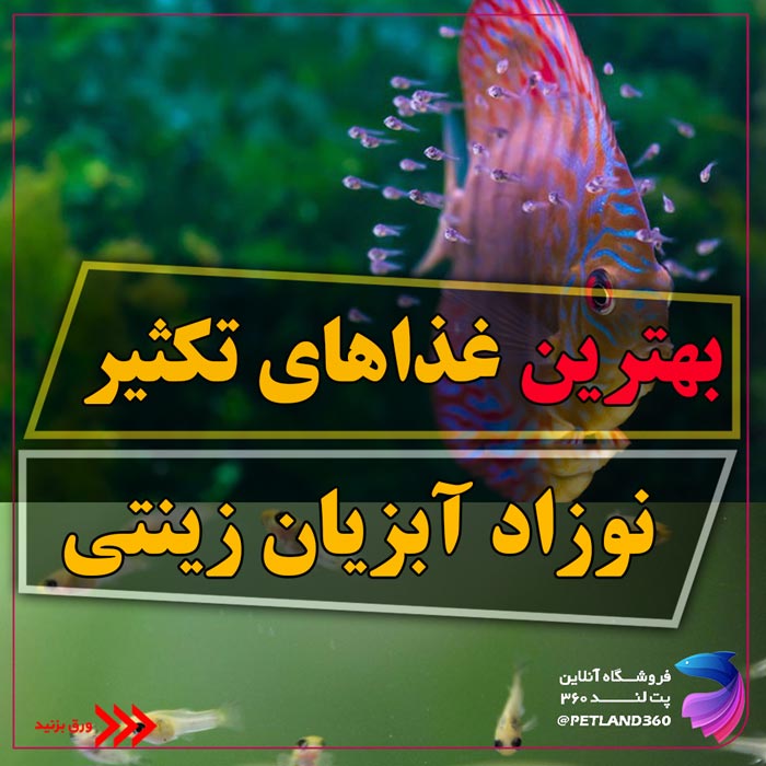 بهترین غذای بچه ماهی