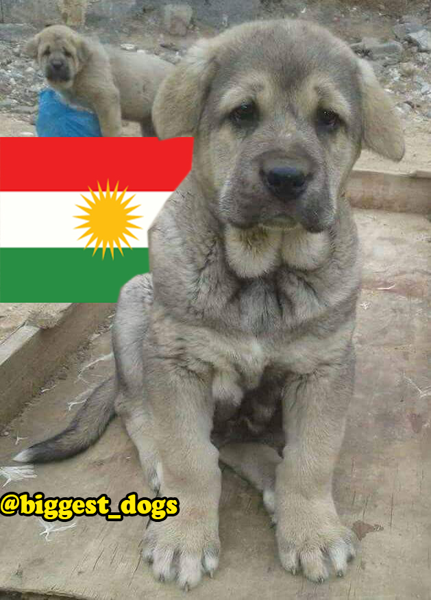 kurdish dog