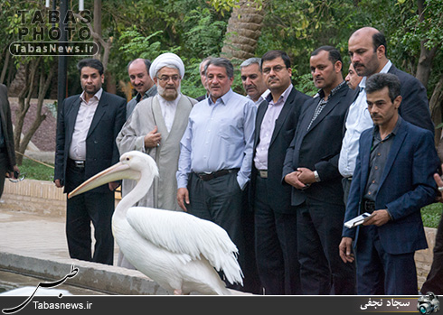 محسن هاشمی رفسنجانی در طبس