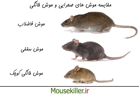 مقایسه موش صحرایی و موش خانگی