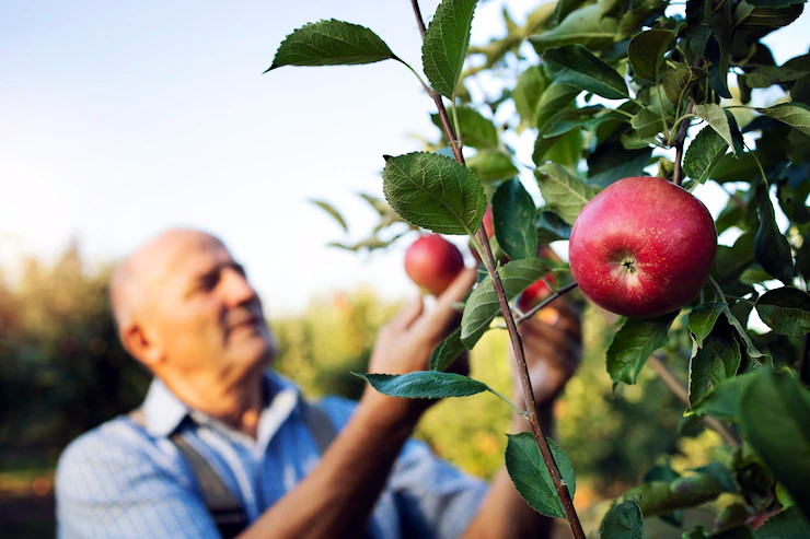 درخت سیب تاثیر سیب بر سلامتی انسان