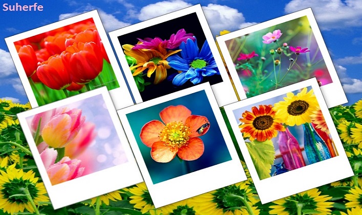 دانلود مجموعه 450 عکس پشت زمینه از گل های بسیار زیبا