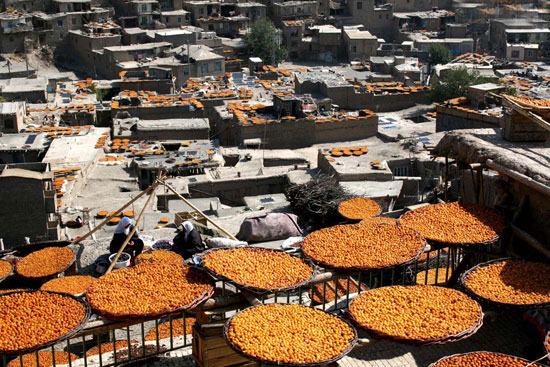 برگزاری جشنواره آلو در روستای گردشگردی ملحمدره