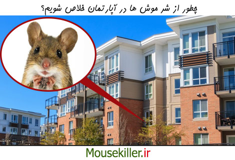چگونگی دفع موش ها از آپارتمان