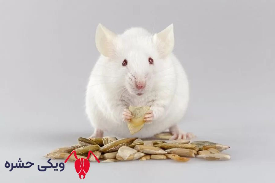 موش