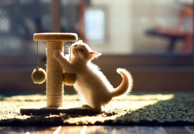 اسکرچر گربه چیست ؟ + راهنمایی انتخاب اسکرچر