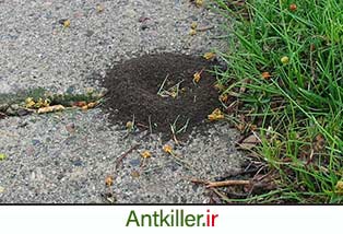 روش های از بین بردن کلونی مورچه