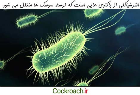 تصویری از باکتری اشرشیاکلی