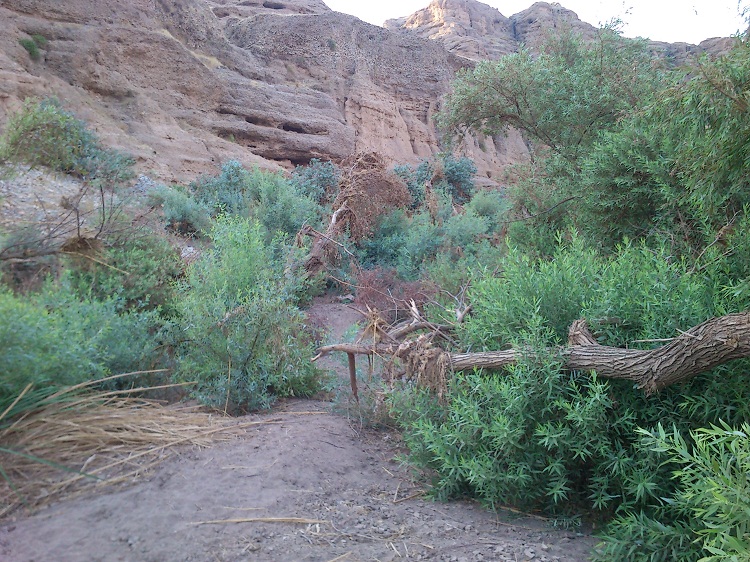 درختان شکسته و دوباره جوانه زده چال کندی ( دره مردان ) گروه کوهپیمایی رویش دزفول