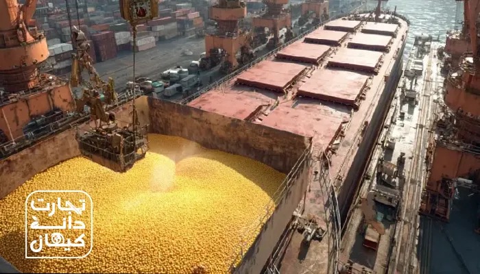 تخلیه ذرت دامی از کشتی در بندر؛ نماد تحول دیجیتال در زنجیره تأمین نهاده‌ها.