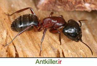 مورچه نجار