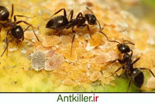از بین بردن مورچه های حیاط
