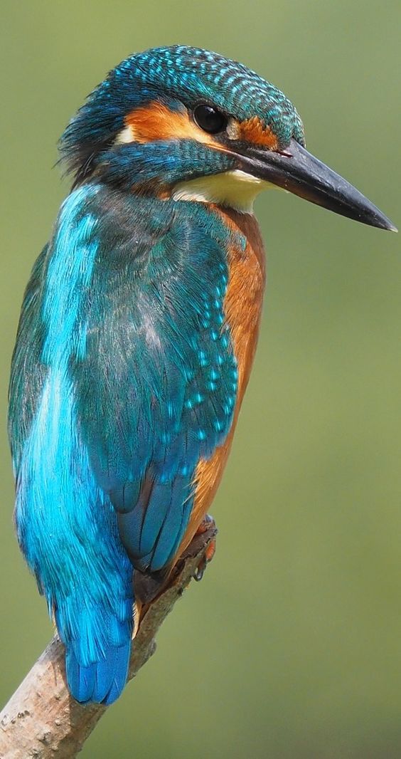 پرنده زیبا و رنگارنگ