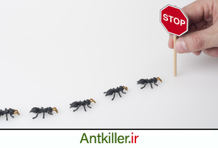 جلوگیری از گسترش آلودگی مورچه در خانه