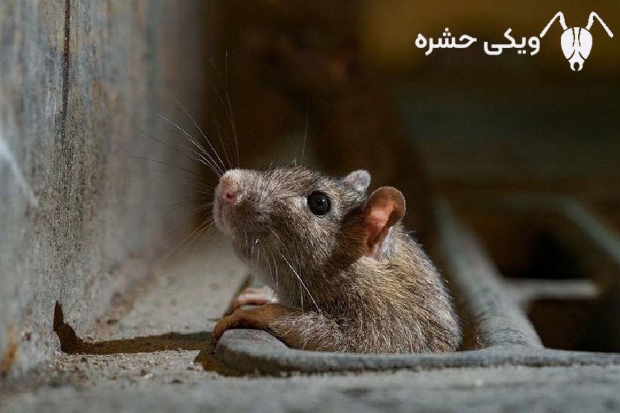 موش