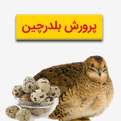 پرورش بلدرچین