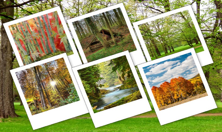 دانلود مجموعه 200 عکس بک گراند و پشت زمینه از جنگل