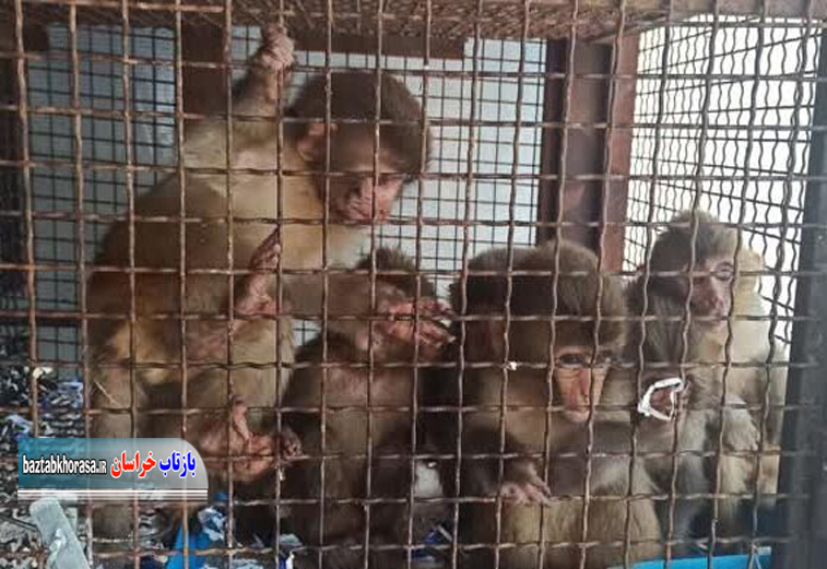 کشف ۱۴ قلاده میمون در پایانه مسافربری بیرجند