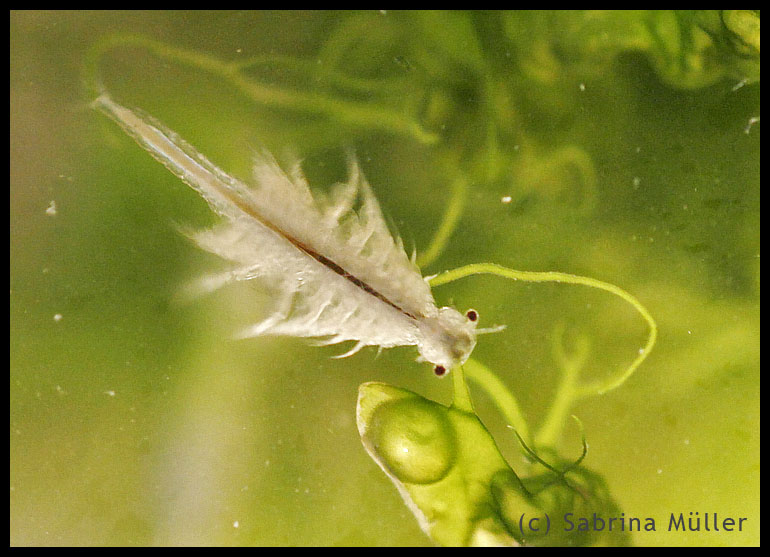 Artemia.jpg (770×557)