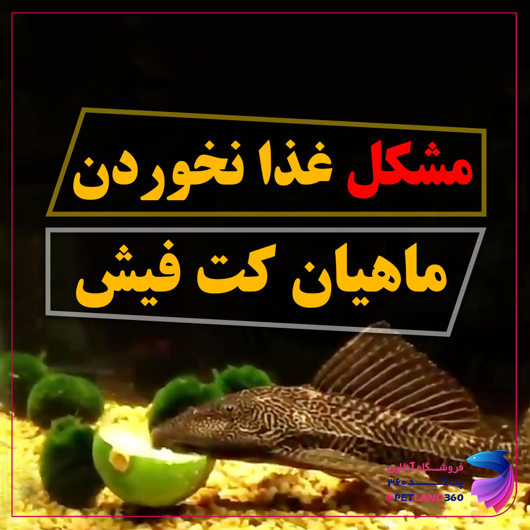 تغذیه ماهی لجن خوار