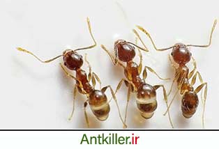 نابودی مورچه با مواد طبیعی