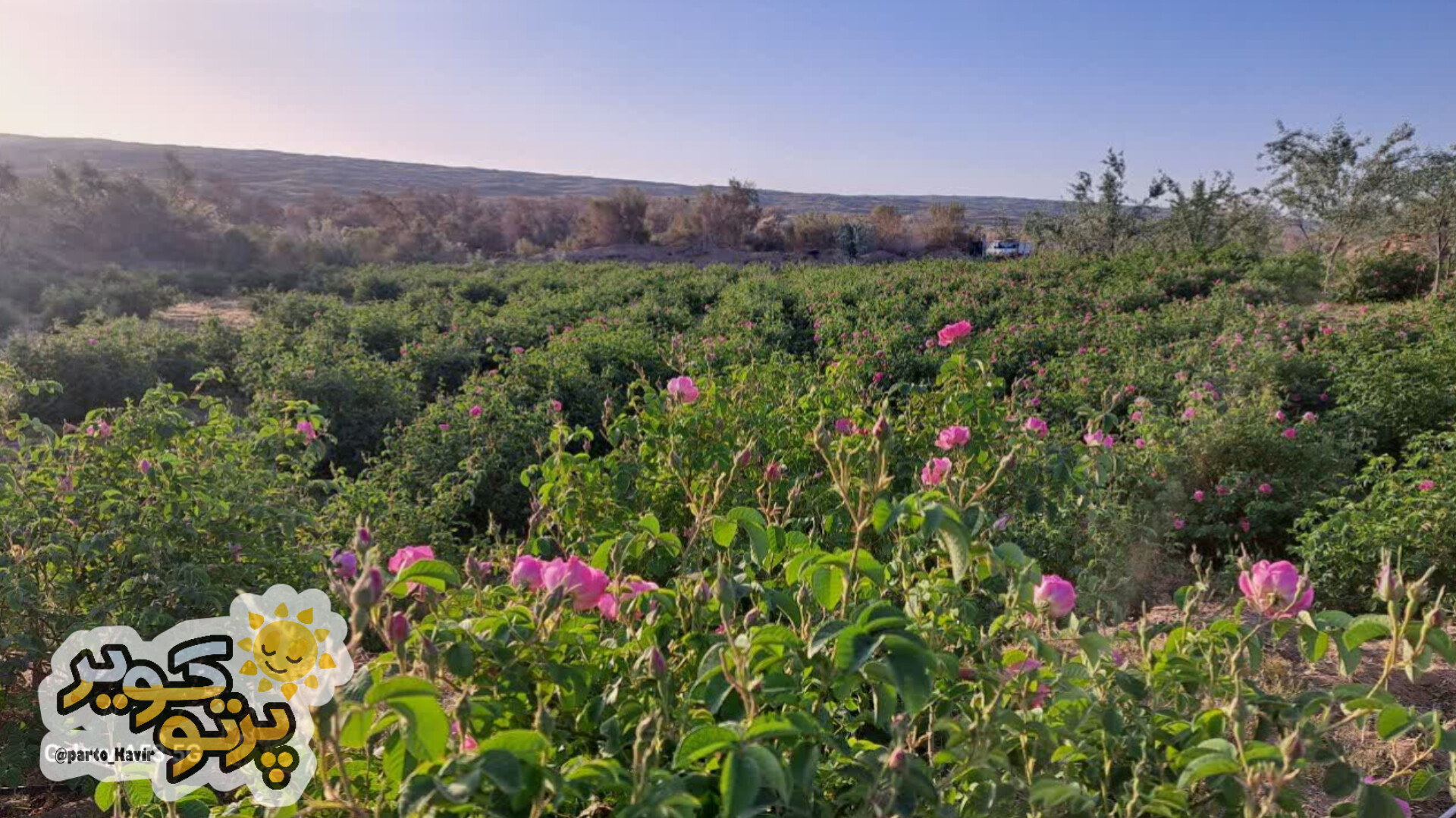 گل محمدی