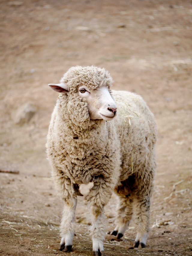 بیماری گوسفند