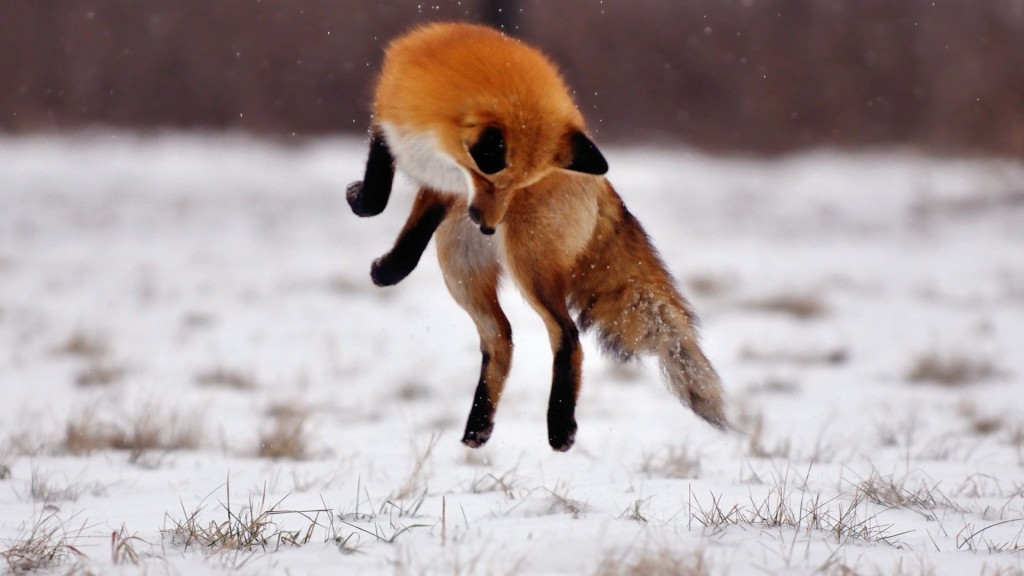 Red Fox in Snow Wallpaper