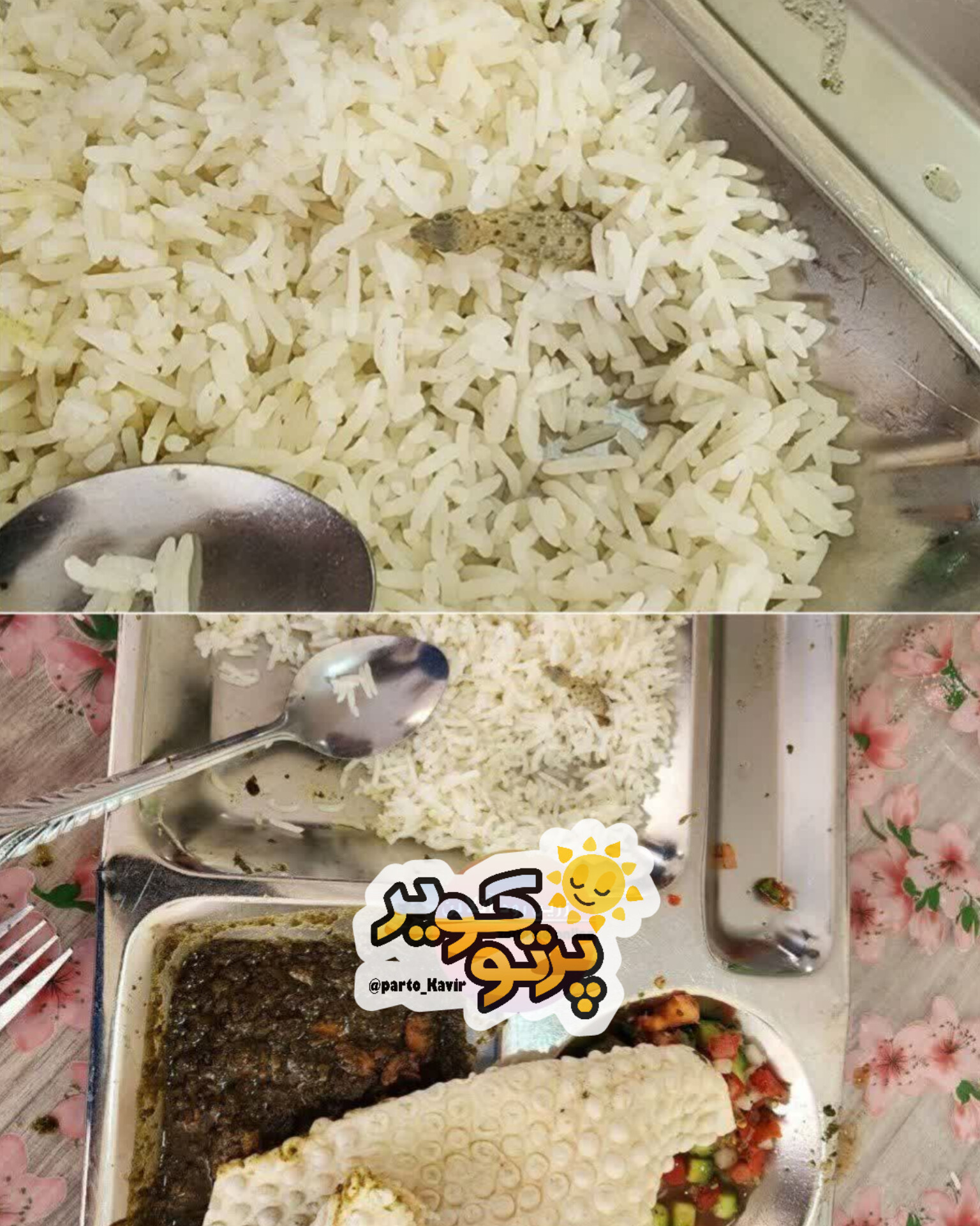 مارمولک 