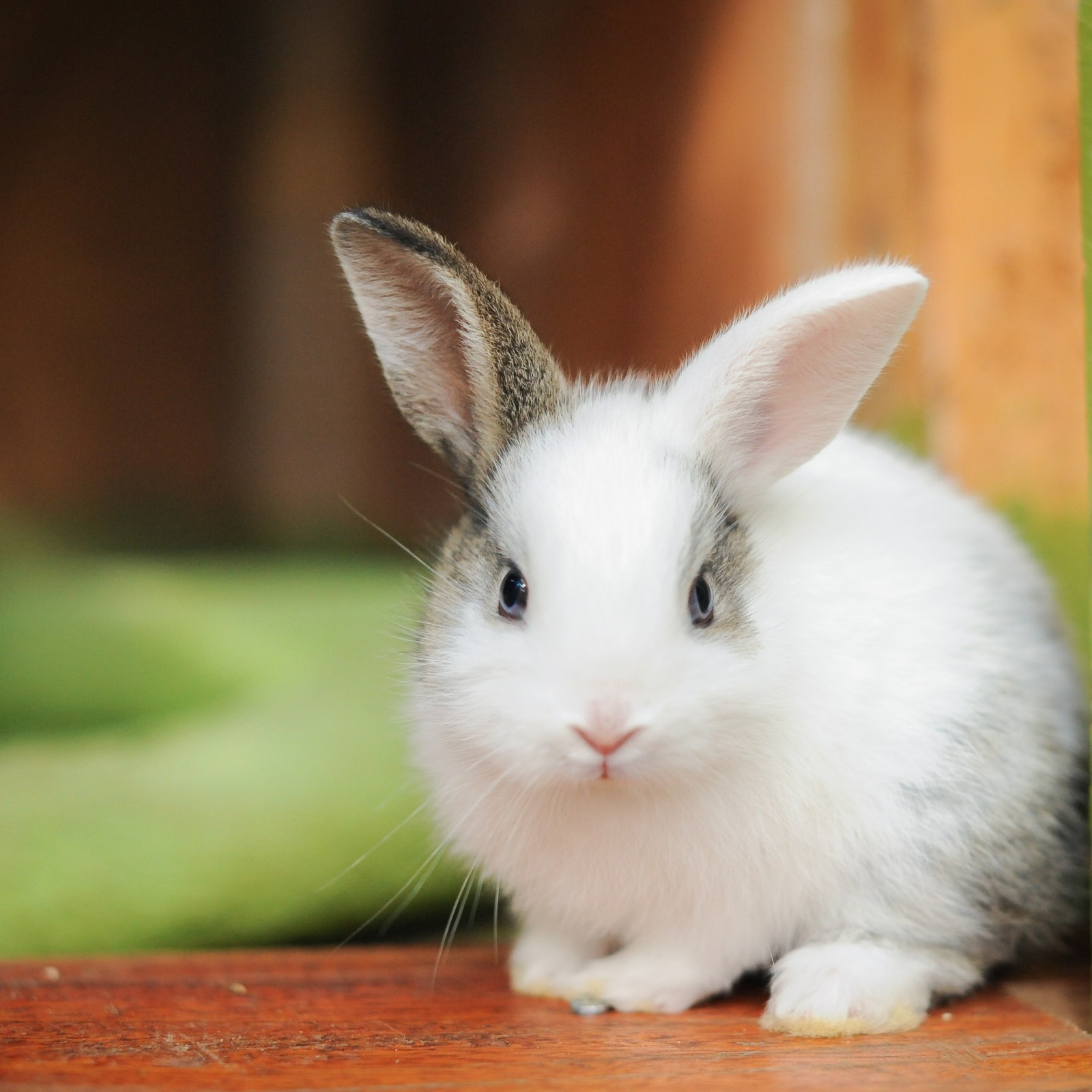 طول عمر خرگوش: خرگوش‌ها چقدر عمر می کنند؟