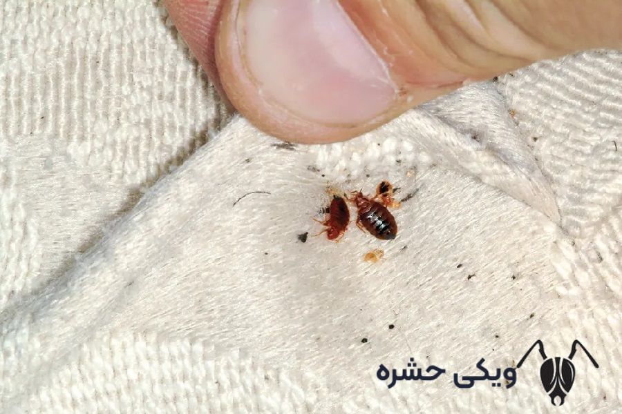 ساس