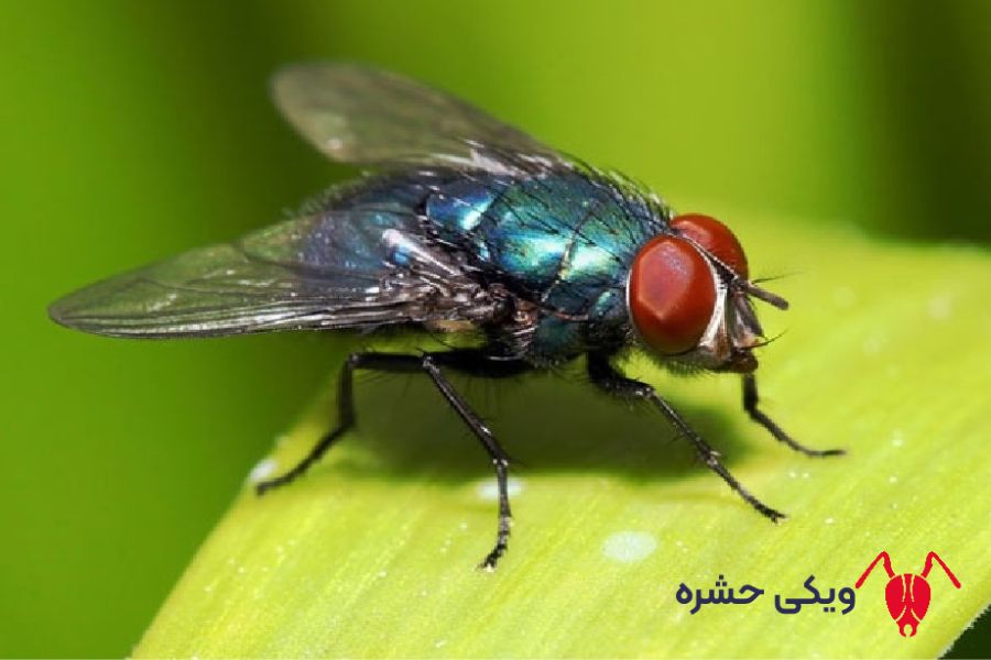 خرمگس