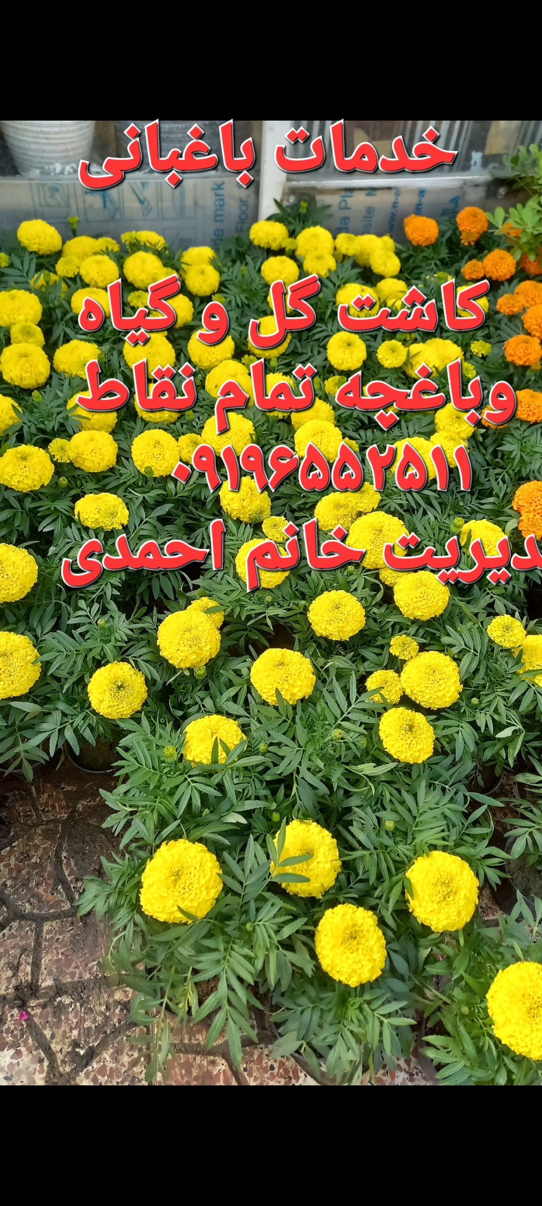 خدمات باغبانی درمحل /09196552511