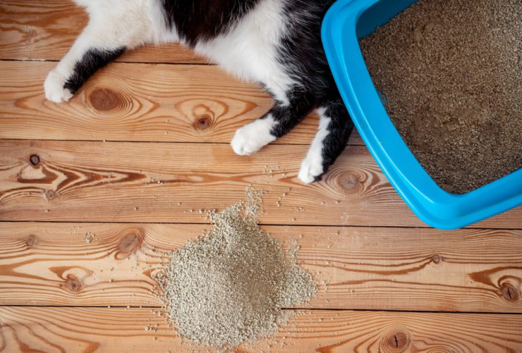 هر آنچه لازم است در مورد خاک گربه باید بدانید
