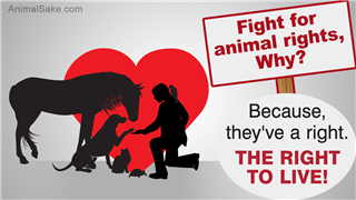 animal rights 2