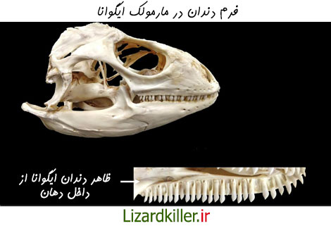 شکل و انواع مختلف دندان در مارمولک ها