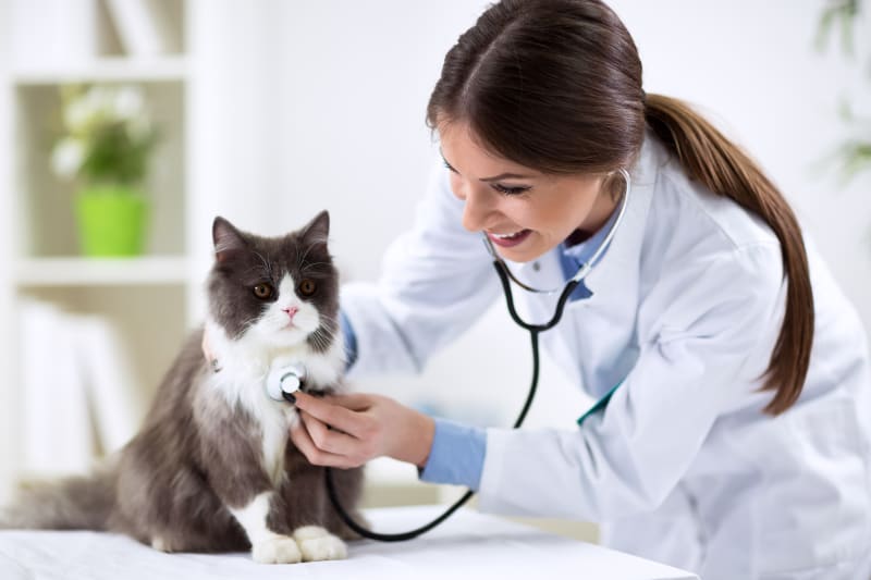 ویزیت و معاینه گربه توسط دامپزشک