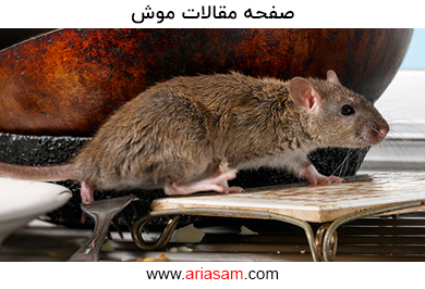 فسترک بلاکس: سم موش خانگی، موش فاضلابی و قاتل موش های صحرایی