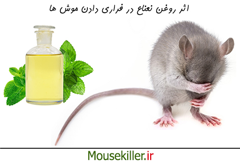 اثر روغن نعناع بر موش ها