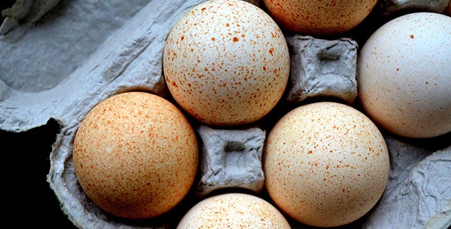 خواص شگفت انگیز تخم مرغ برای بدن