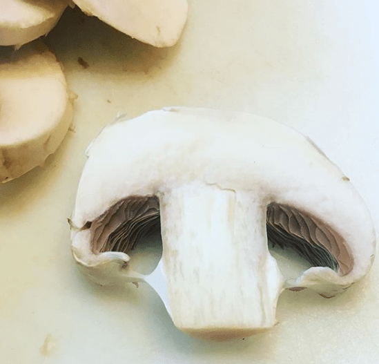 White Mushroom Growing in Yard