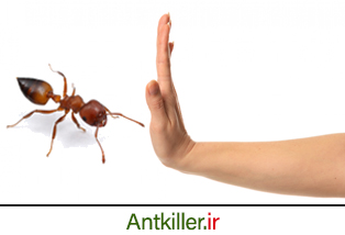 چگونه از ورود مورچه ها به خانه پیشگیری کنیم