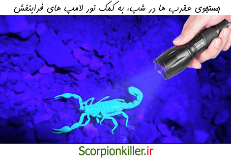 با لامپ های UV می توان عقرب ها را در شب به راحتی شناسایی کرد