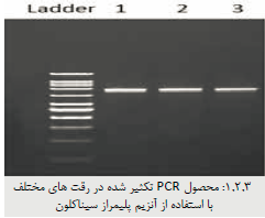 آنزیم DNA پلیمراز
