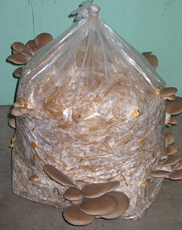 پرورش قارچ در کیسه 