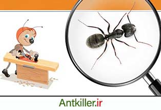 شناسایی مورچه های نجار